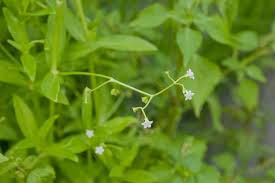 Image result for Pentodon pentandrus