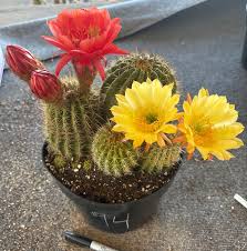 Image result for Commicarpus grandiflorus