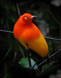 Beautiful Bird Guzel Kuslar Rengarenk Kuslar Turuncu
