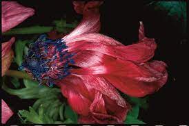 Each type of flower from the bollenstreek blooms at its own pace. Telenor Art Collection Photography Nobuyoshi Araki Flowers Photography Collections Photography Fine Art Photography