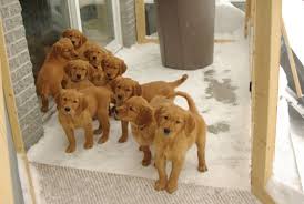 We do not sell to kennels or large breeders, as we want all our puppies to be the beloved pets that all dogs deserve to be. Field Golden Retriever Natural History