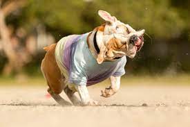 Why Does My Dog Shake When He S Not Wet Hellobark