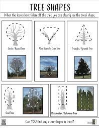 Download Tree Shapes In 2021 Shapes Lessons Tree Shapes Best Shade Trees