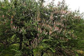 Image result for Agelanthus lugardii