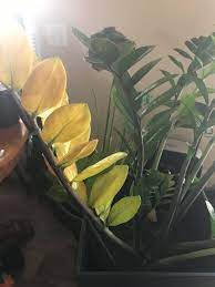 Do you want to add some greenery to your home, but don't have much natural light? Help My Zz Plant Ubc Botanical Garden Forums