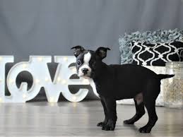 We are thrilled you stopped by. Boston Terrier Puppies Petland Carriage Place
