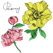 When planting bare root peonies, soak the tubers in a bucket of water for a few hours before planting. Vector Isolated Pink And Yellow Peonies With Green Leaves And Handwritten Peony Lettering On White Background Engraved Ink Art Free Stock Vector Graphic Image