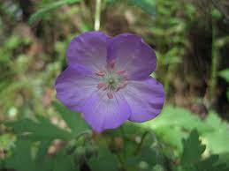 Uc ipm home > weed gallery > all weeds. Wild Geranium