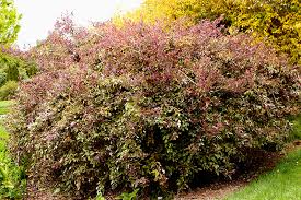 Image result for Vitex trifolia