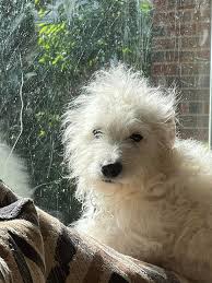 Arlington Neighbors Helping Each Other