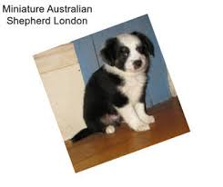 These mini australian shepherd puppies are playful & love to be with their family. Iybhzll2wisqtm
