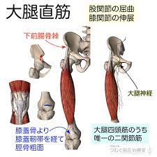 筋シリーズ 大腿直筋 大腿四頭筋のうち唯一の二関節筋です 筋が長く力が大きい特徴があります 単関節筋が抗重力筋として作用することが多いのに対し 二関節筋は推進力を発揮するのに向いています 大腿直筋は膝関節の伸展 股関節の屈曲に働きます 大腿神経支配です