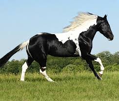Black And White Paint Horses For Sale In Texas Apha Paint Stallion Chicos Bandelero Beautiful Horse Pictures Horse Pictures Horses