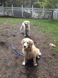 Creative ways to keep your dog in the yard extend your fence. Dogscaping How To Rescue Your Lawn From Your Enthusiastic Canine Friend News Winonadailynews Com