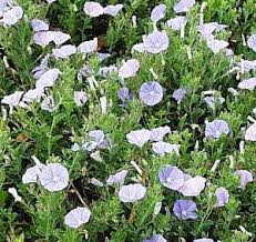 Image result for Convolvulus