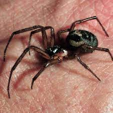 False black widow spiders are also common around dwellings and gardens as well as under rocks and wood. False Widow Spiders Are Heading Indoors But Here S How To Keep Them Out Cambridgeshire Live