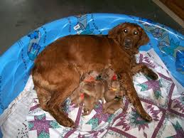 He may seem calm but would probably spring into action in a second if he sensed his baby sister was in danger! Very Dark Golden Pups Are Born In Two Different Colors Natural History
