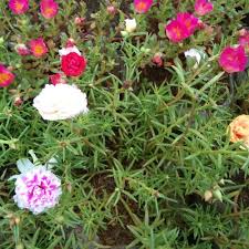 Check spelling or type a new query. Jual Tanaman Hias Sutra Bombai Sby Bunga Pukul 9 Jakarta Utara Subur Alam Nursery Tokopedia