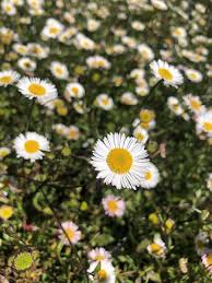Image result for Erigeron karvinskianus