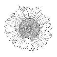 Click to share on twitter (opens in new window) click to share on facebook (opens in new window) click to share on telegram (opens in new window) click to share on whatsapp (opens in new window) related. Sunflower For Coloring Book Vector Stock Vector Illustration Of Doodle Garden 127506751