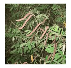 Image result for Tephrosia meisneri