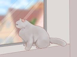 It is caused by chemical reactions that occur in the skin and stimulate the nerves, causing the brain to feel the itch. How To Stop A Cat From Scratching The Door 10 Steps
