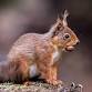 Squirrel Safari at Fyvie Castle event image