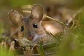 Waldmaus Forum Fur Naturfotografen Tiere Mause Tiere Niedliche Tiere