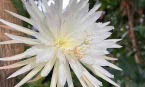 Is it because i transplanted it just this summer? Rare Amazonian Cactus Flowers For First Time In Uk Plants The Guardian