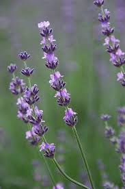 Lavender From Summersnowflake Via Flickr Growing Lavender Gardening Lawenda Kwiaty