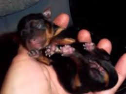 Newborn yorkies require a lot of care — but most of it will come from the mother. Newborn Baby Yorkies 5 Girls Youtube