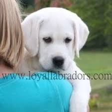 Puppyfinder.com is your source for finding an ideal puppy for sale in texas, usa area. Cuban Link Dog Chain Custom Dog Chain Handmade Dog Collar Etsy In 2021 White Labrador Puppy White Lab Puppies Lab Puppies