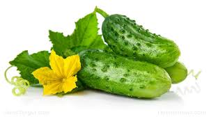 Zucchini provides good flavor and only a few calories, whether raw or cooked. Cucumber Vs Zucchini They Re Both Deceptively Similar But Offer Unique Health Benefits Naturalnews Com