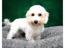 Staff at fur baby were very professional and caring of the needs of the animals and the rescuer. Dogs For Adoption Los Angeles The Y Guide