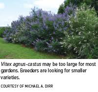 Image result for Vitex franceseana