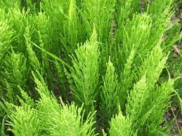 In modern times most varieties only grow a few. Equisetum Arvense Wikipedia