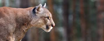 Anderson Valley High School Will Install Predator-Proof Enclosures to  Protect FFA Livestock from Mountain Lion Predation