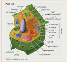 Sel hewan memiliki bentuk yang relatif tidak tetap karena membrannya tersusun dari. Biologi Gonzaga Tentang Sel