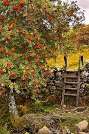 Rowan Autumn Fall Mountain Ash Berries Stone Wall Eberesche Herbstgarten Garten