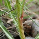 Image result for Pseudopodospermum hispanicum