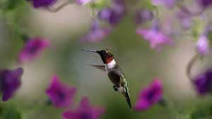 Keep in mind that many. Wallpaper Hummingbird Purple Flowers Background 3840x2160 Uhd 4k Picture Image