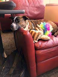 Pets are great for children with autism. Why Qualtrics Ellie Urbano Sales Dogs Of Qualtrics Provo Ut