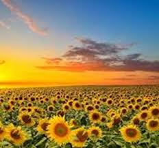 Check spelling or type a new query. Conocer Gente Para Salir En Cadiz Proximos Cruceros