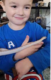 UPDATE: Debbie Crum has him now ❤️❤️❤️ Anyone take snakes? This guy is  small but was a present to me from our neighbor cat. Neck is injured.