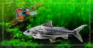 Pictus Catfish And Guppies Can They Live Together