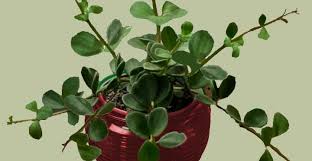 You want to see some fast growing. Peperomia Hope Plant Care And Growing Guide Leafy Place