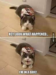 Click The Photo If You D Like To See More Funny Cat Photos Catloverscommunity Funny Cat Photos Funny Animals Funny Animal Pictures