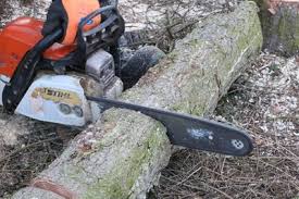 Dann kann es sehr gefährlich werden, wenn sie bäume fällen möchten. Baumfallgenehmigung Info Alles Uber Antrag Kosten Und Dauer Gartendialog De