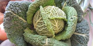 Image result for kadeřávek