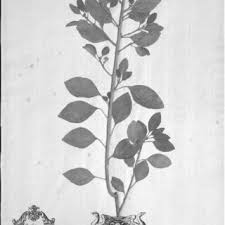 Image result for Clutia pulchella